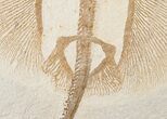 Large Heliobatis Stingray Fossil - Rare #16923-3